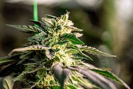 Discover the Best Marijuana Seeds in Wisconsin